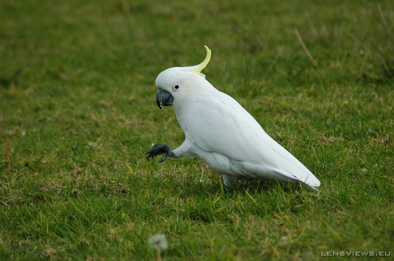 Sulphur-Crested Cockatoo 109 
